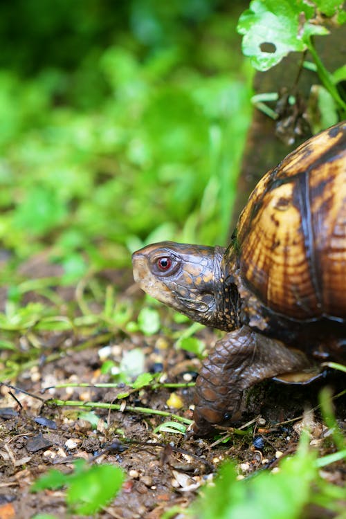 Free Close-Up Shot of a Turtle Stock Photo