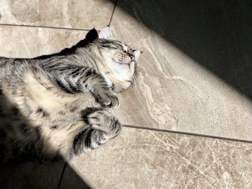Close-Up Shot of an Orange Tabby Cat Lying Down · Free Stock Photo