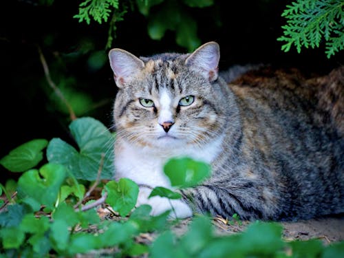 Close-Up Shot of a Domestic Cat Lying beside Green Plants