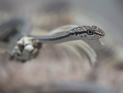 Close-Up Shot of a Snake