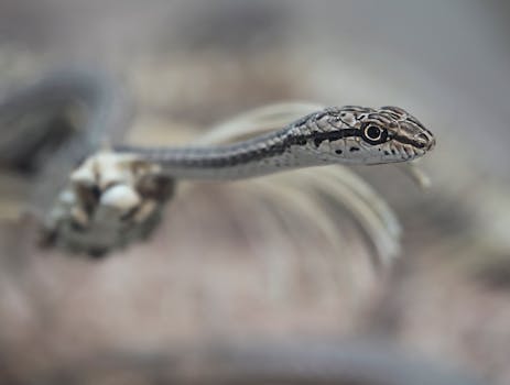 Macro shot of a snake with striped pattern in Rasht, Gilan Province, Iran.