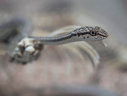 Free Macro shot of a snake with striped pattern in Rasht, Gilan Province, Iran. Stock Photo