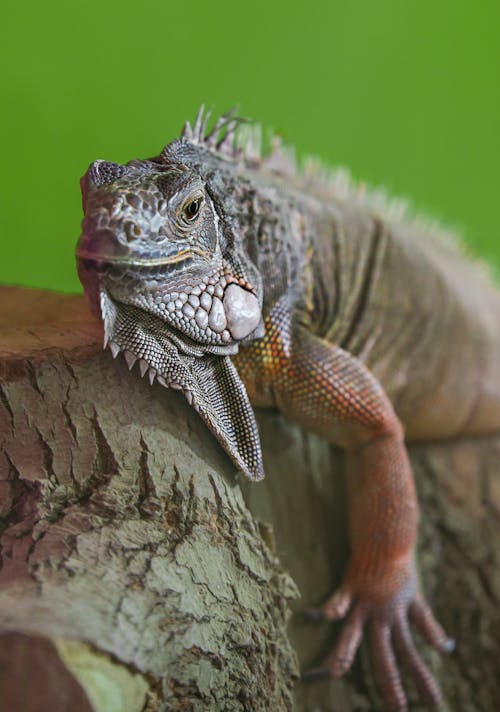 Δωρεάν στοκ φωτογραφιών με iguana, άγρια φύση, γκρο πλαν Φωτογραφία από στοκ φωτογραφιών