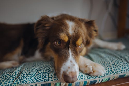 Free Close-Up Shot of a Brown Border Collie Lying Down Stock Photo