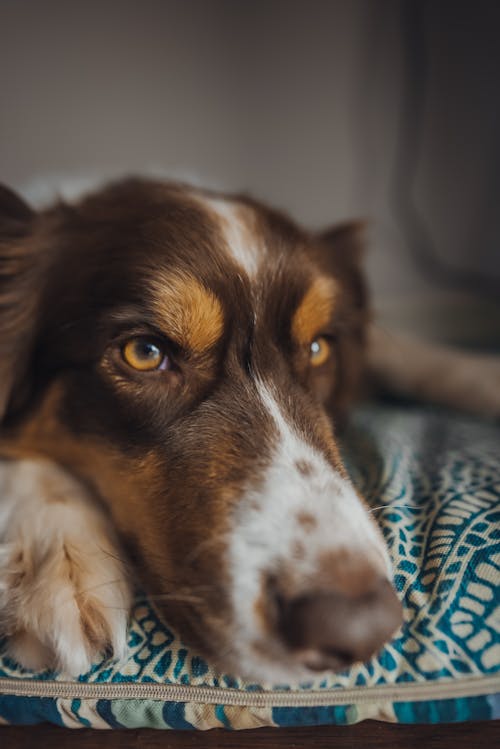 Δωρεάν στοκ φωτογραφιών με border collie, αξιολάτρευτος, γκρο πλαν