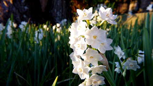 無料 クローズアップ写真の白い水仙の花 写真素材