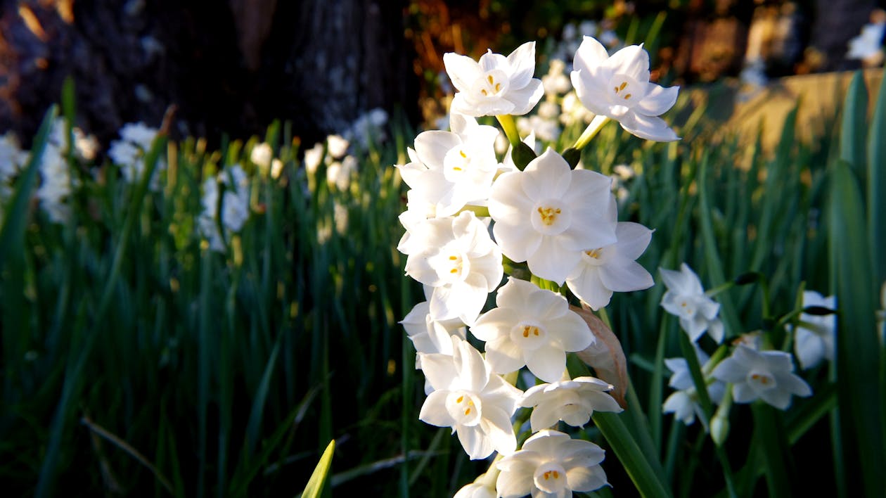Białe Kwiaty żonkila W Fotografii Zbliżenia