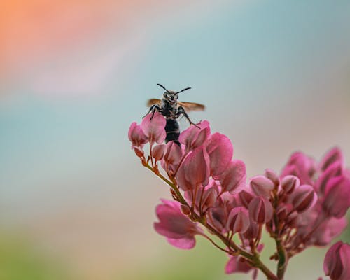 Close-Up Shot of a Bee on a Pink Flower