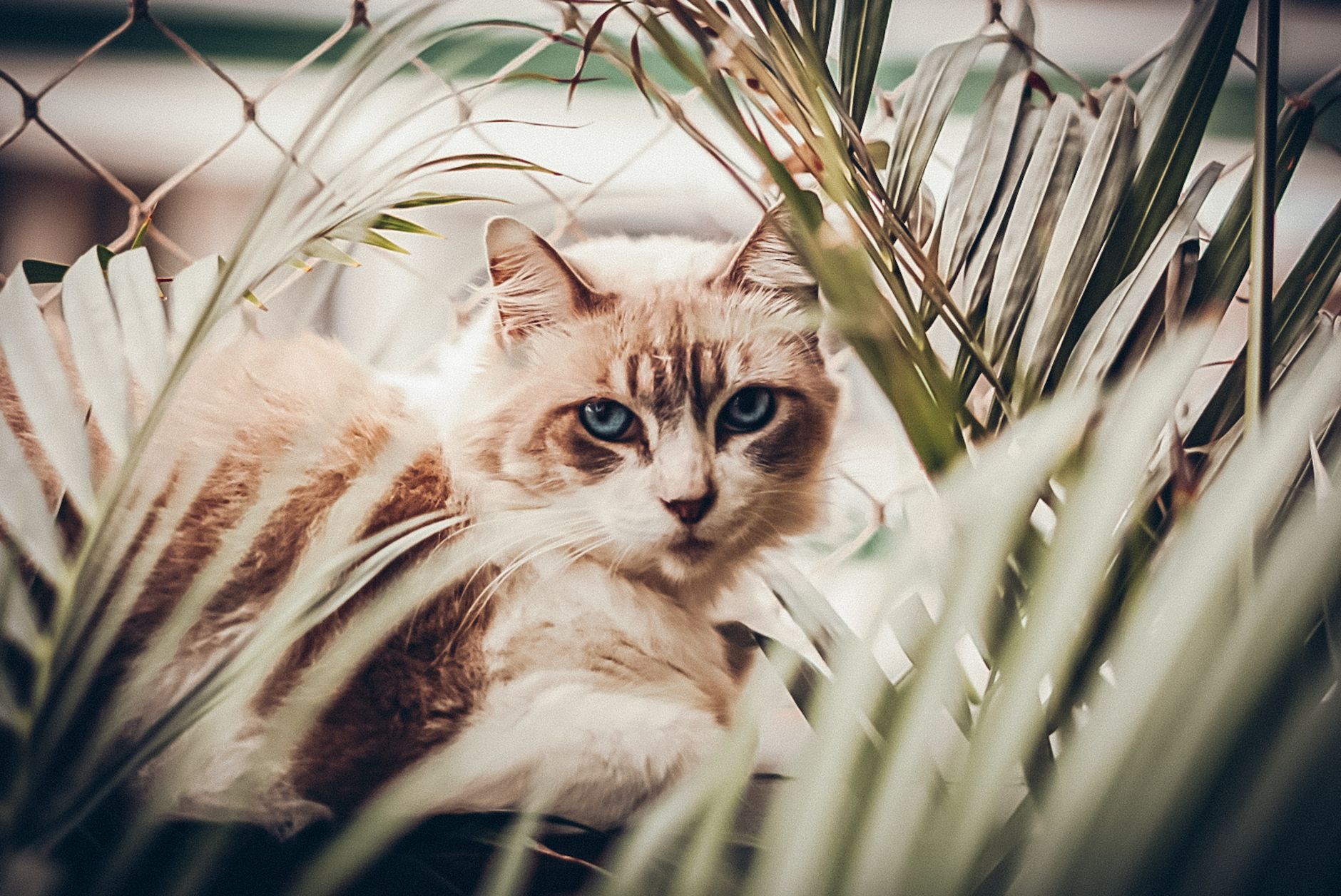Portrait of a cat at a veterinary clinic