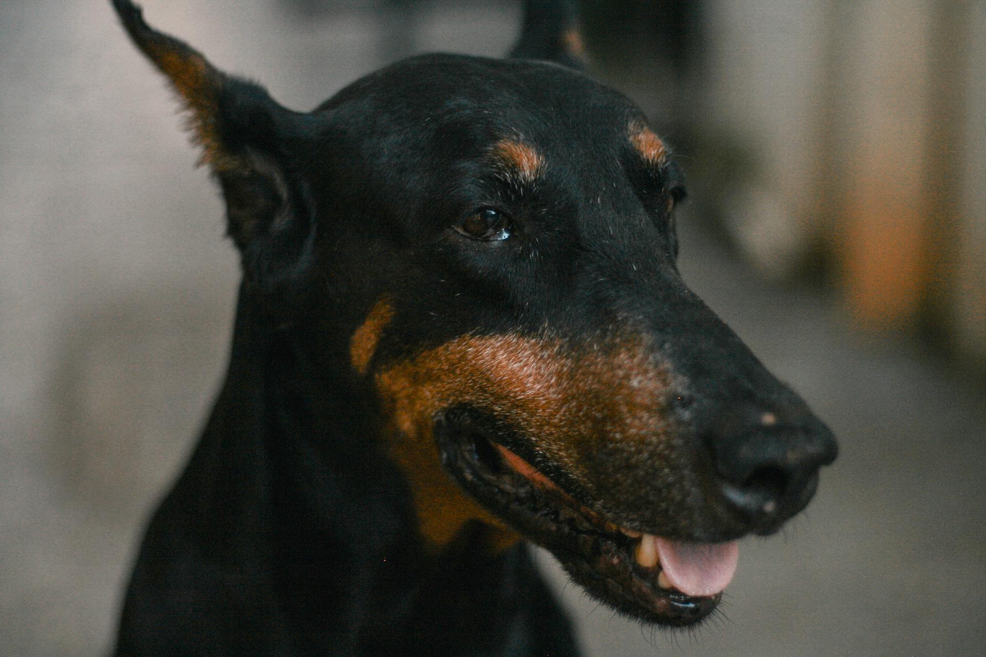 Een close-up van een Doberman Pinscher