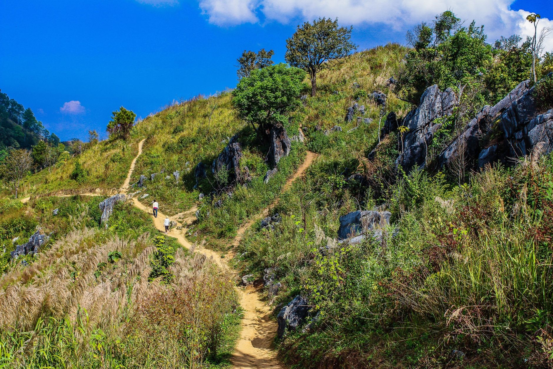 Explore a lush mountain hiking trail in Doi Pha Tang, Thailand with vibrant green landscapes and a bright blue sky.