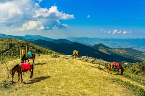 Four Brown Horses in Mountain Under Blue Skies