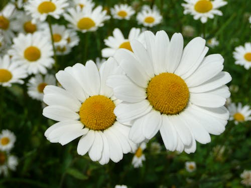 Бесплатное стоковое фото с белые цветы, маргаритки, сдвиг и наклон