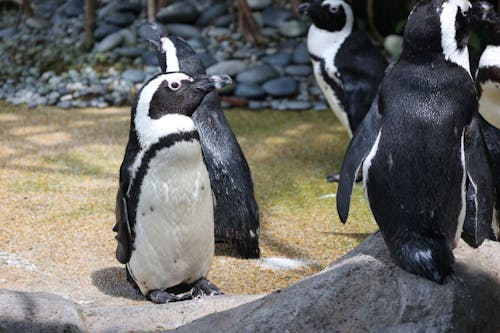 Gratis stockfoto met dierenfotografie, gebied, pinguïns