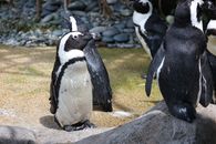 Penguins on the Land