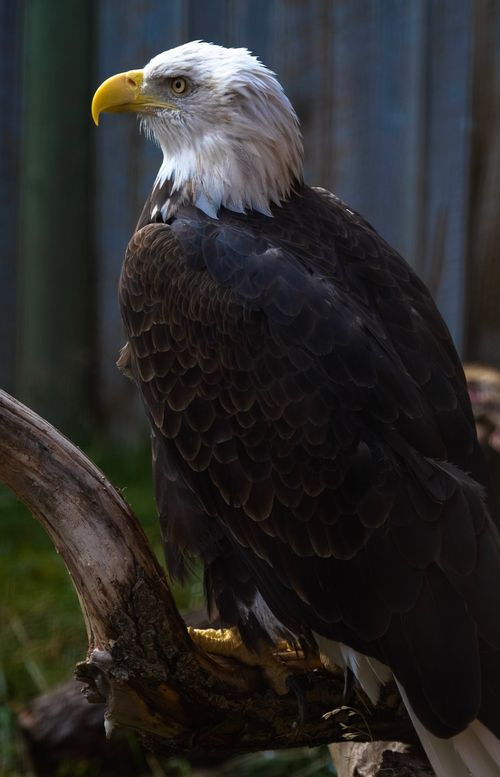 Free Close-up of a bald eagle perched outdoors, showcasing its majestic features and striking plumage. Stock Photo