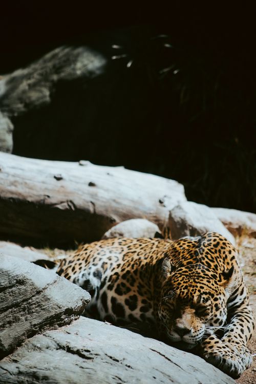 Free A majestic leopard rests peacefully in the sun-dappled outdoors in Tucson, Arizona. Stock Photo