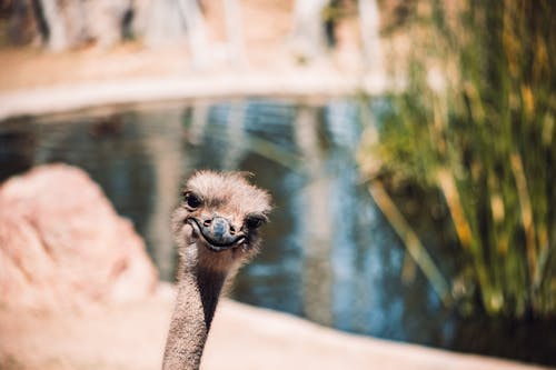 ダチョウ, 背景をぼかした写真, 閉じるの無料の写真素材