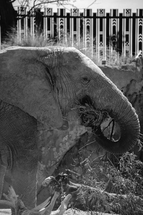 Grayscale Photo of an Elephant