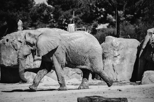 Black and White Photo of an Elephant