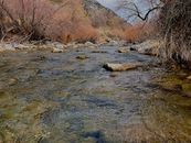 Brown Trees Beside River