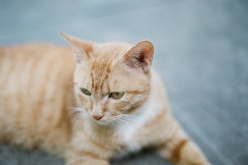 Close-Up Shot of an Orange Tabby Cat Lying Down