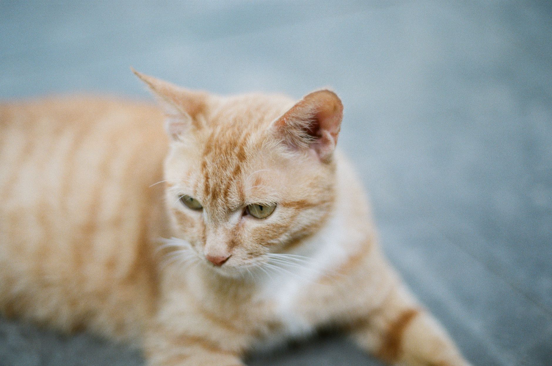 Portrait of a cat at a veterinary clinic