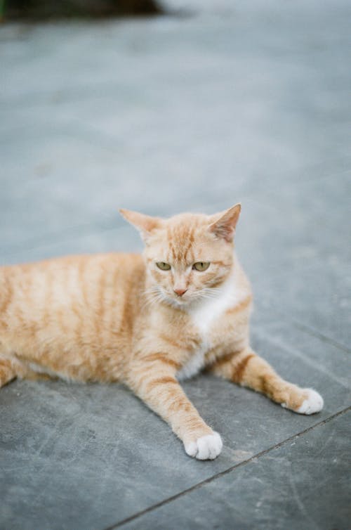 A Tabby Cat Sitting on the Ground