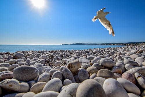 海鷗在海灘的卵石場上so翔