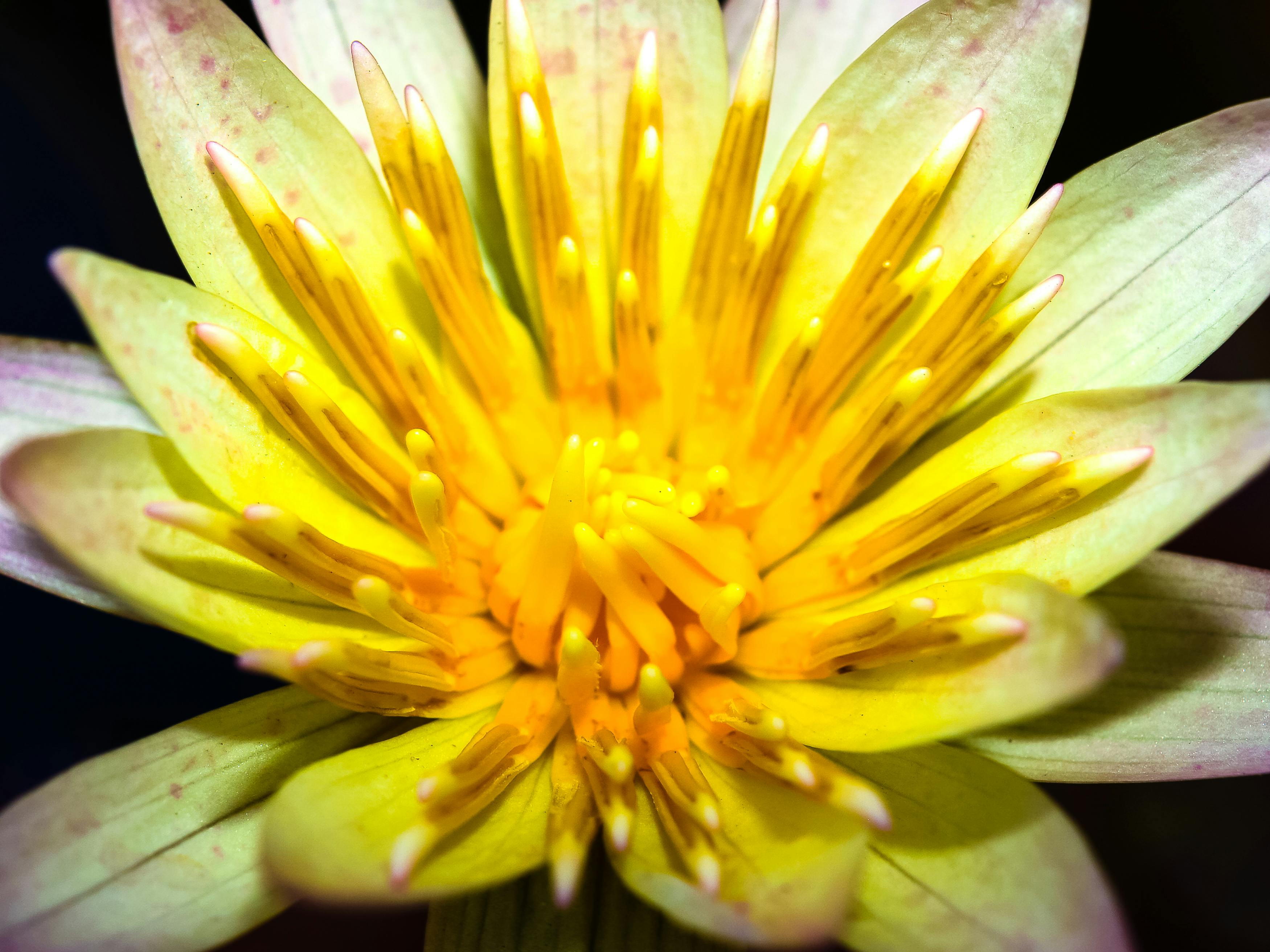 Free stock photo of alternate medicine, awe, beauty