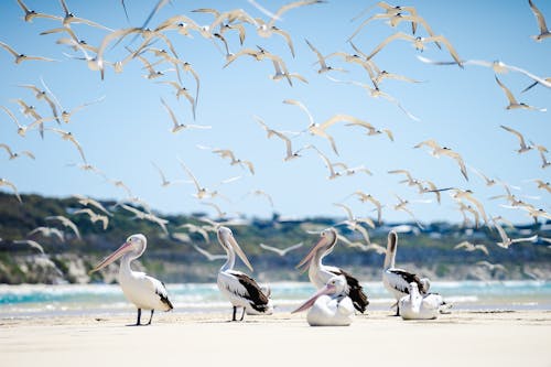 Flock of Birds at the Beach