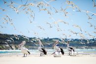 Flock of Pelicans on Shore