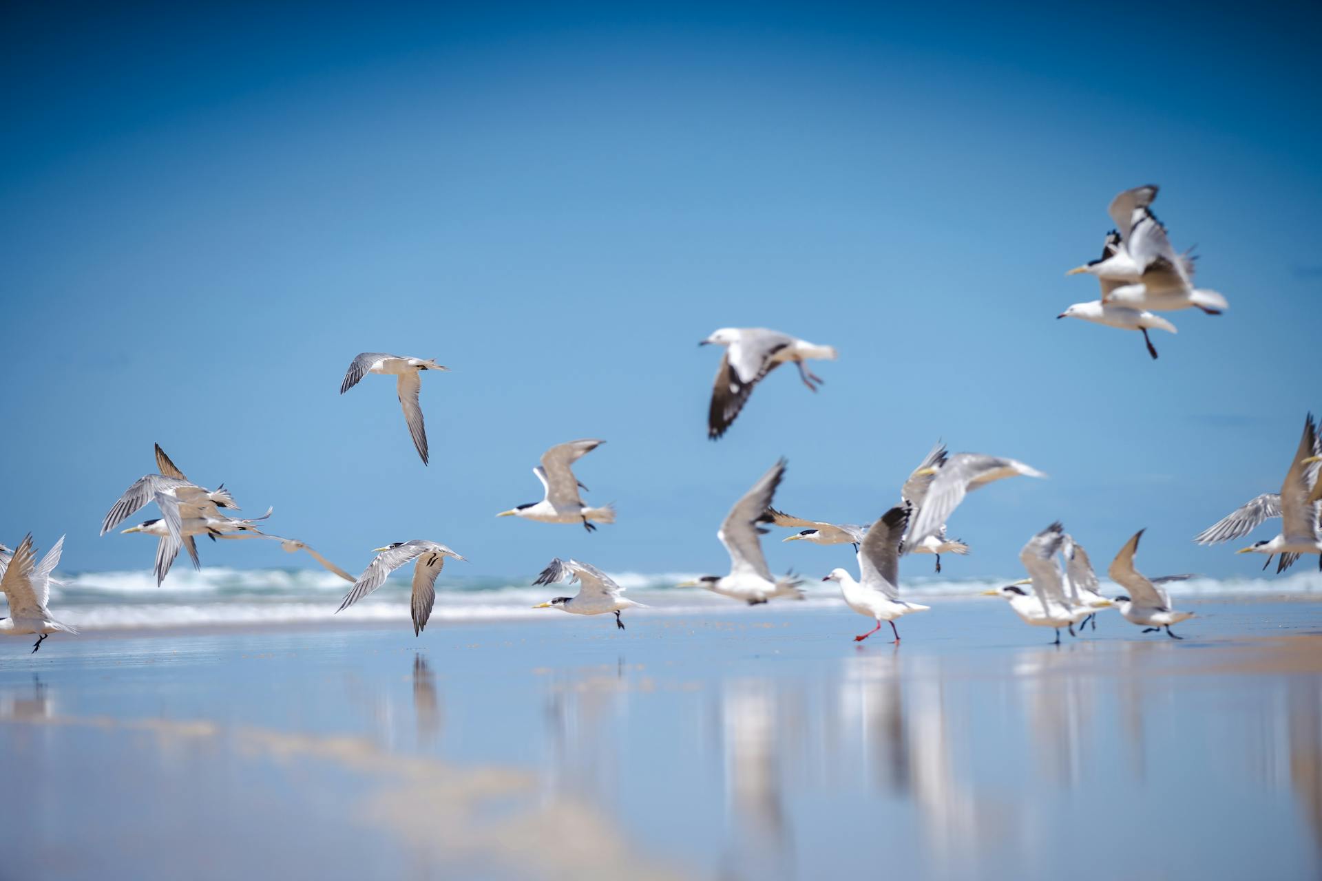 A lively flock of seagulls flying over the beach at Fraser Island, Australia, against a bright blue sky.