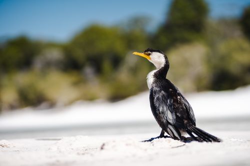Free A cormorant standing on a sandy beach at Fraser Island, against a blurred natural background. Stock Photo