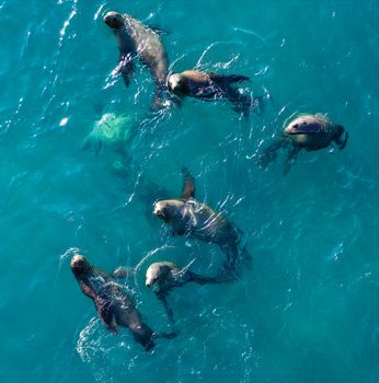 Aerial shot of sea lions swimming in the clear blue waters of Sakhalin, Russia.