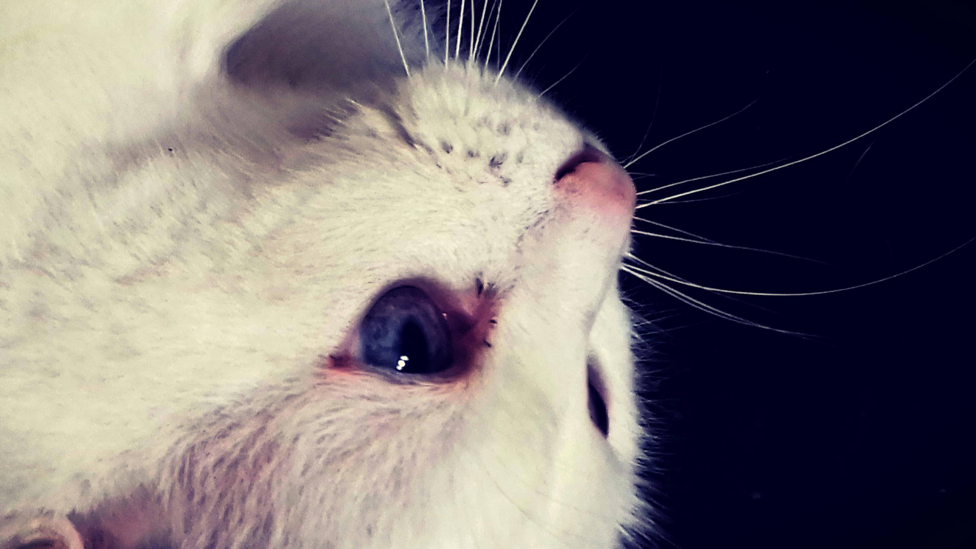 تواصل شخصي مع الحيوانات في الأحلام