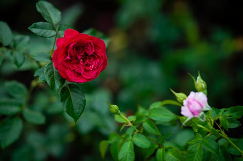 Blooming roses and buds in green garden