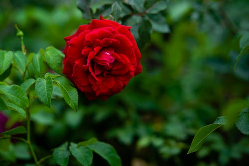 Blooming red rose with green leaves