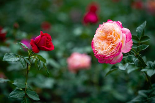 Closeup of blooming roses with delicate petals growing in green garden in summertime