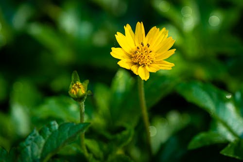 Closeup of yellow chamomiles with gentle petals and green leaves growing in meadow