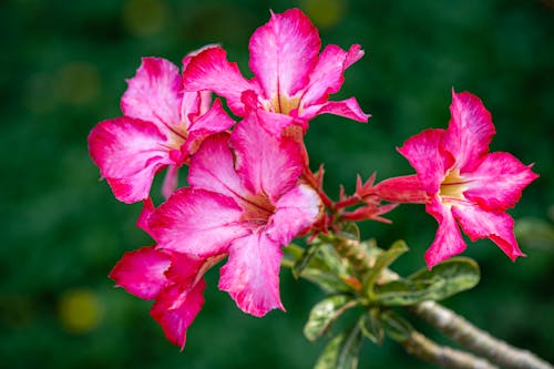 Bright pink flowers of adenium with gentle petals on sunny day against blurred background