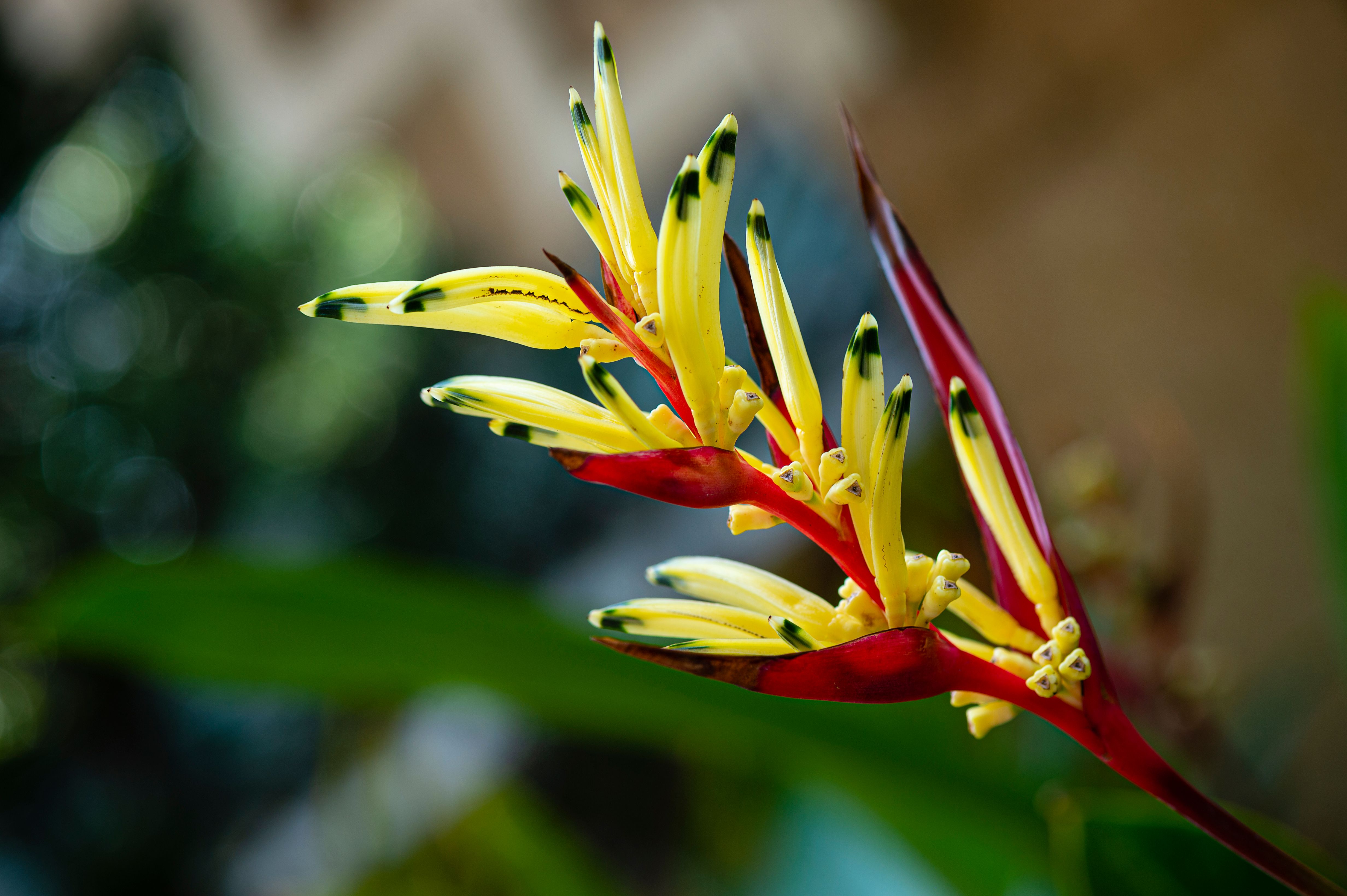 heliconia