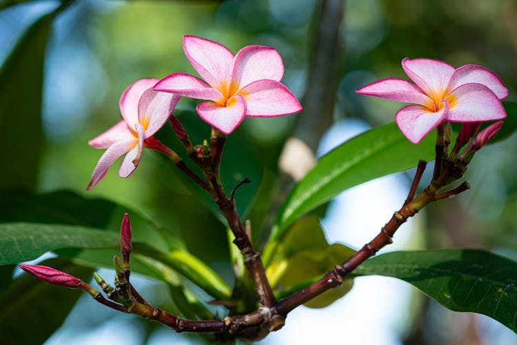 Blossoming Flowers Of Plumeria Tree