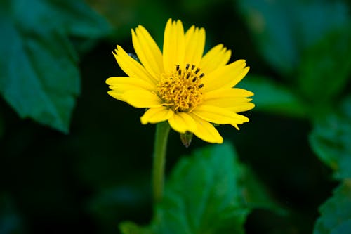 Kostenloses Stock Foto zu blatt, blühen, blume