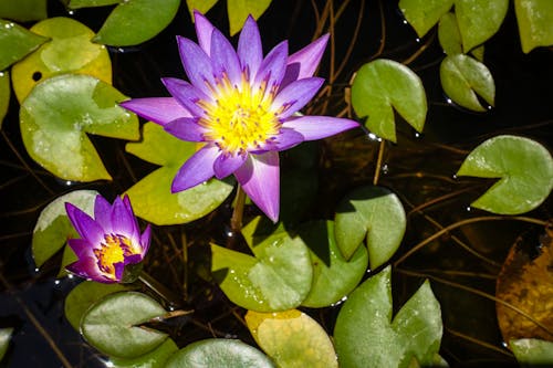 Top view of lotuses with purple petals and green leaves growing in pond