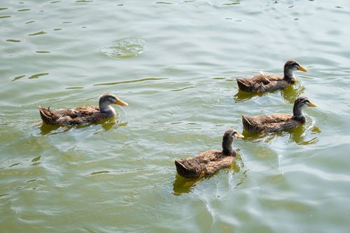 Free High angle of cute ducklings with yellow beaks swimming in rippled pond in daylight Stock Photo