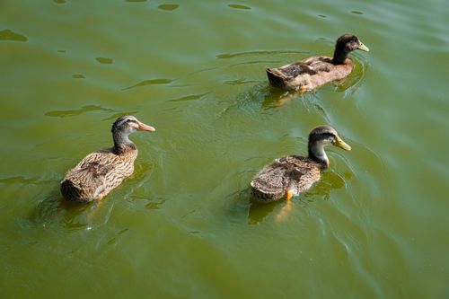 Free High angle of adorable domestic ducklings swimming in green calm water in daytime Stock Photo