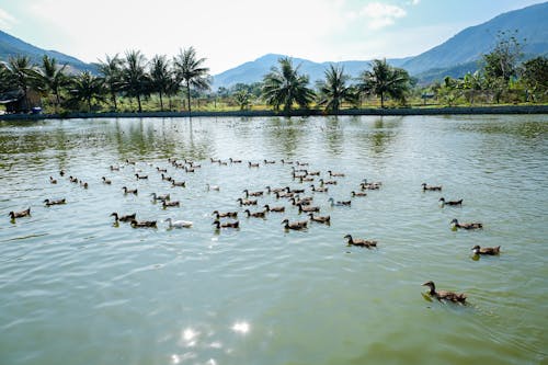 Flock of ducks swimming in tropical lake