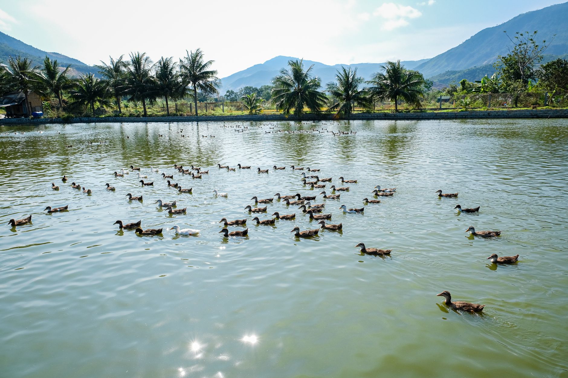 Vue aérienne d'une volée de canards nageant dans l'eau calme d'un étang avec des palmiers verts par une journée ensoleillée avec des montagnes en arrière-plan