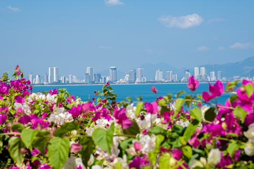 Picturesque view of bougainvillea growing on shore of sea against blue sky with cityscape on background